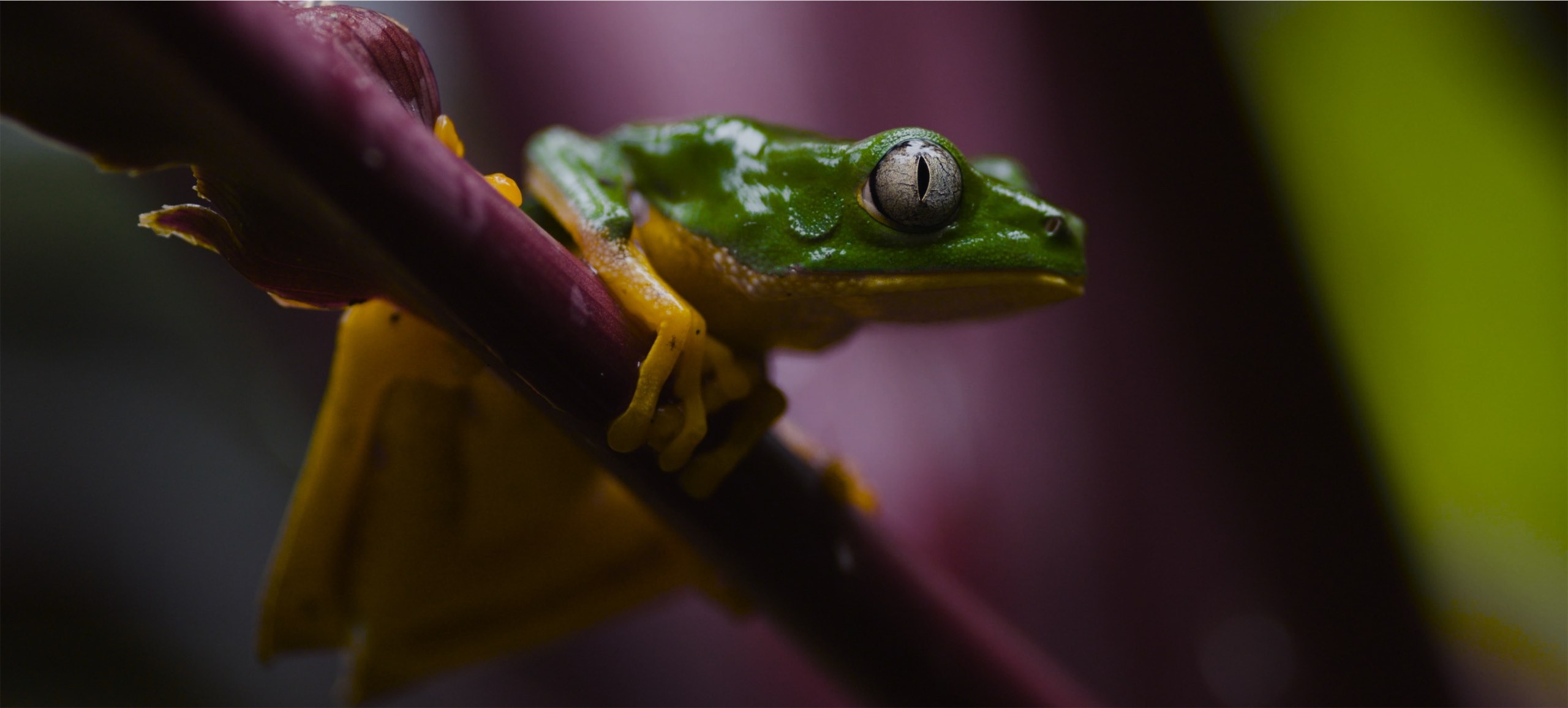 This image shows a green and yellow frog against a purple background in the jungle looking to the right.jpg